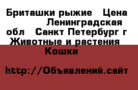 Бриташки рыжие › Цена ­ 3 999 - Ленинградская обл., Санкт-Петербург г. Животные и растения » Кошки   